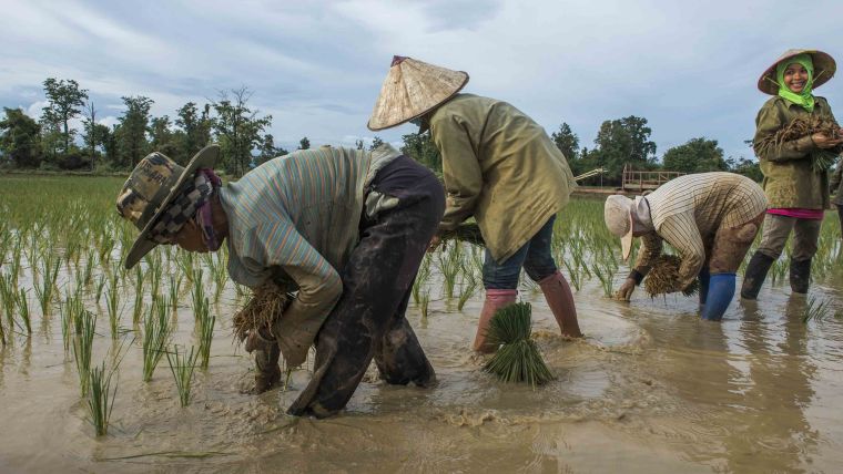 Farmers planting rice in Southeast Asia