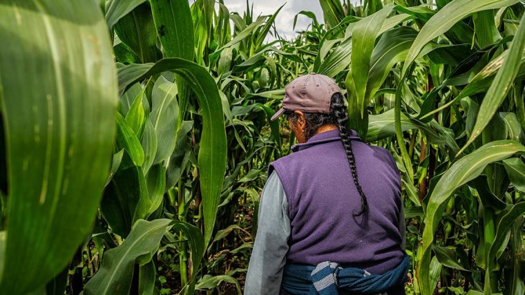 Man standing in a field of corn in Quito, Ecuador